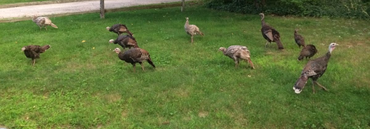 Wild Turkeys headed off in different directions implying lawyers are under too much pressure