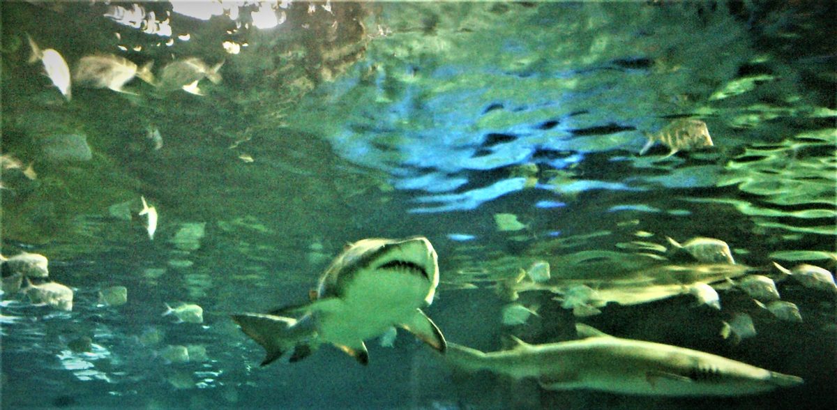 underwater view of sharks and fish swimming