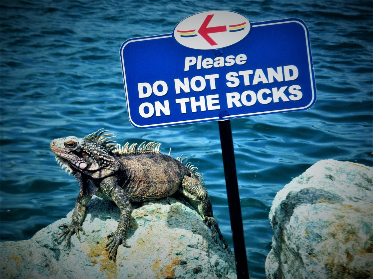 An iguana standing on a rock next to a sign which says not to stand on the rocks