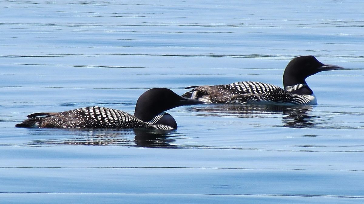 Two Loons swimming on a lake.