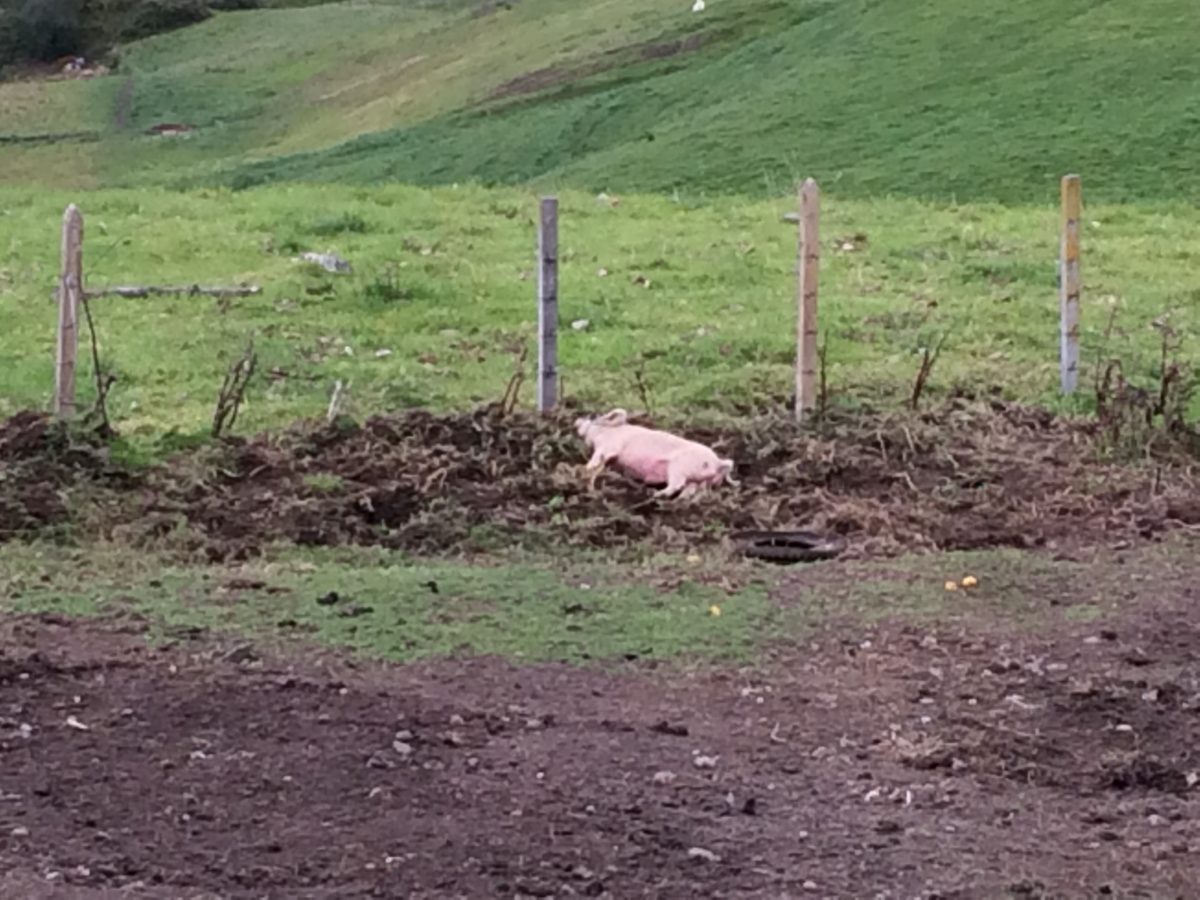 A pig lying in the mud.
