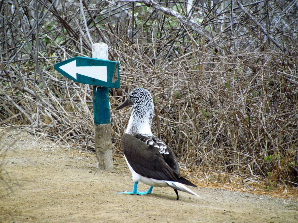 Blue Footed Booby walking near direction sign.
