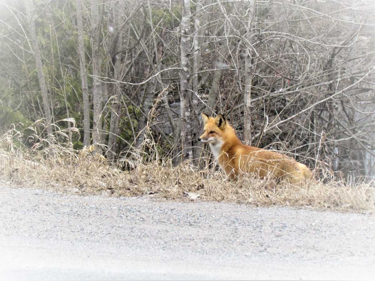 A fox by the side of the road.