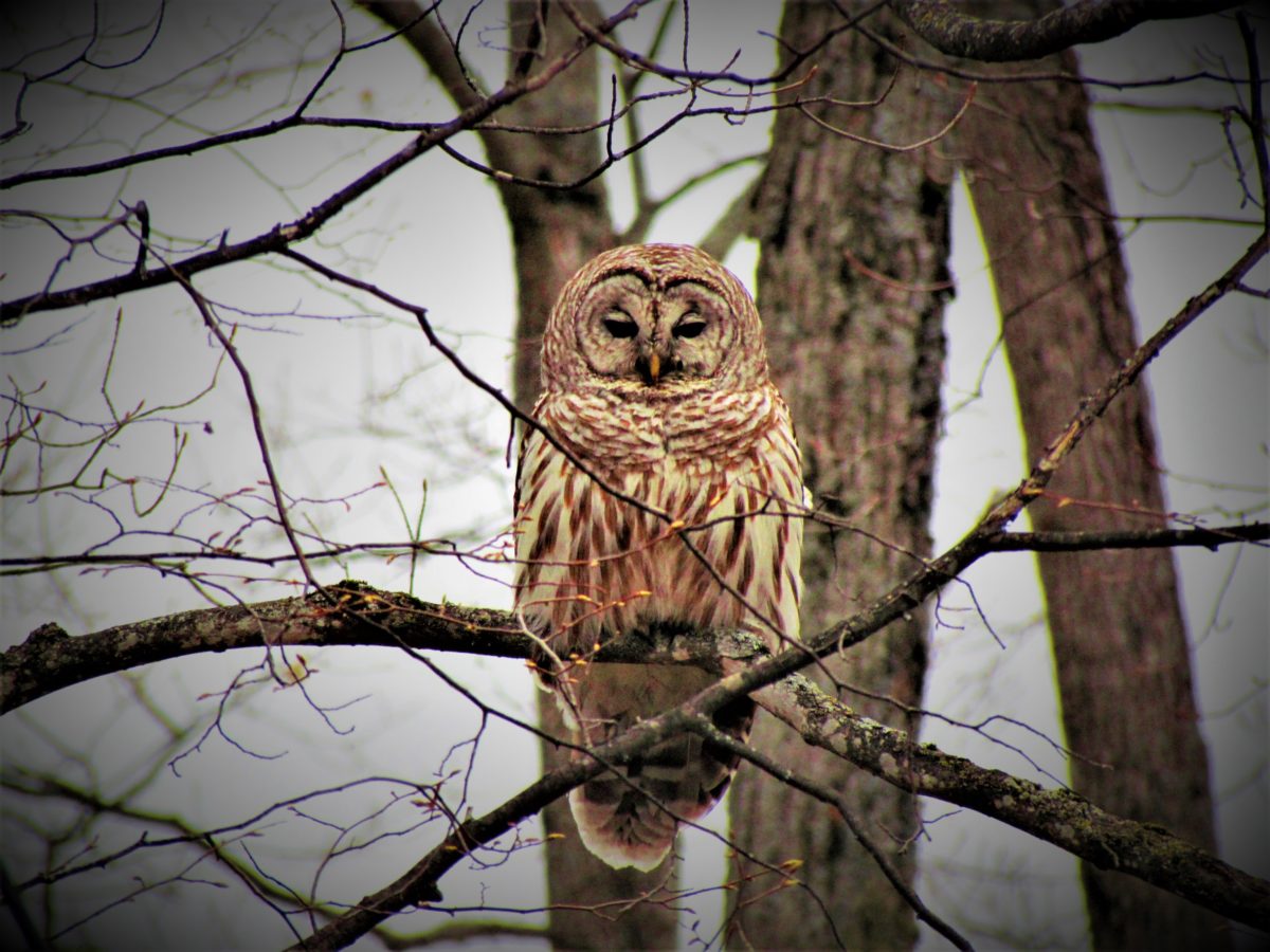 An owl perched in a tree looking wise.