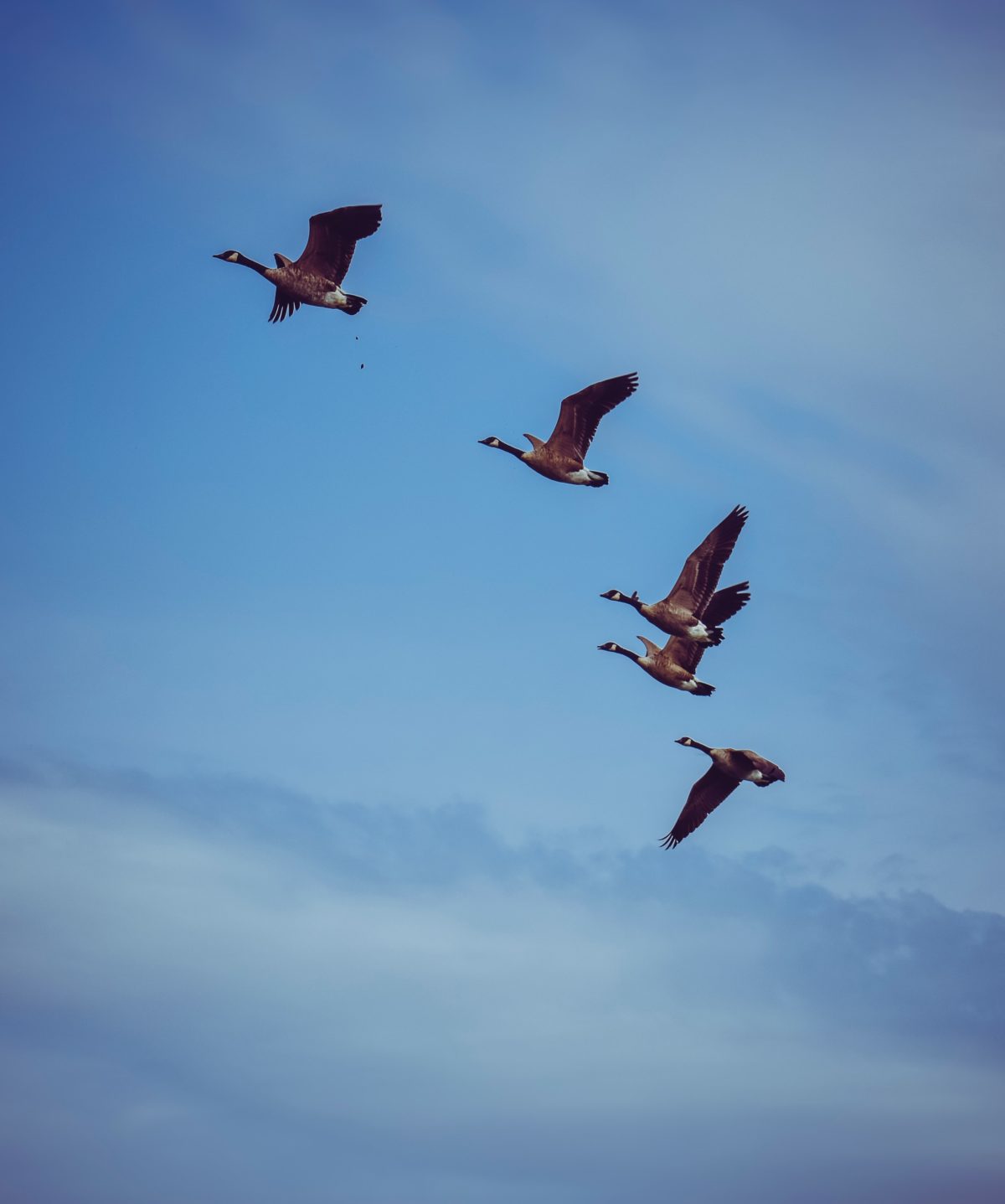 Geese flying.