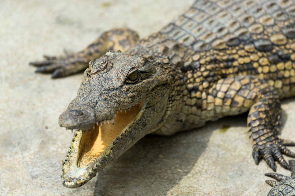 A wide-mouthed crocodile