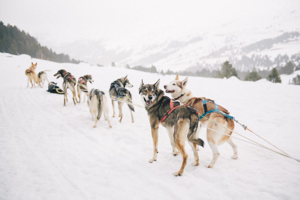 Dogs leading a dog sled that is out of frame.