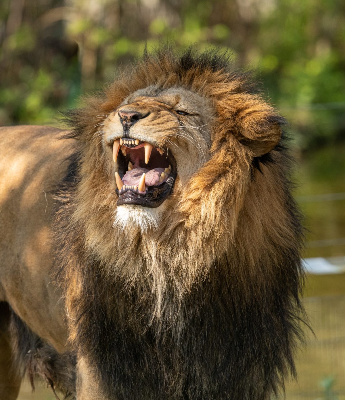 An angry looking, roaring lion.