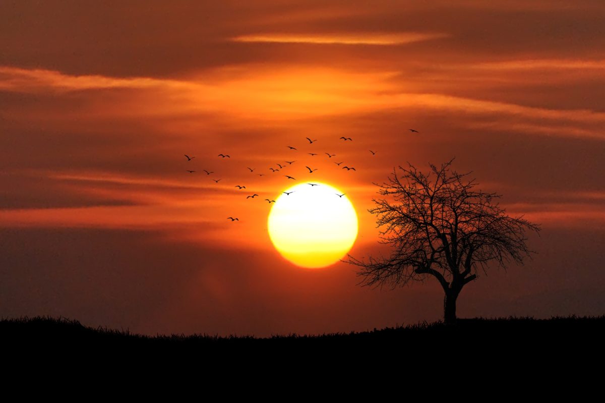 Sunset with birds and a tree.