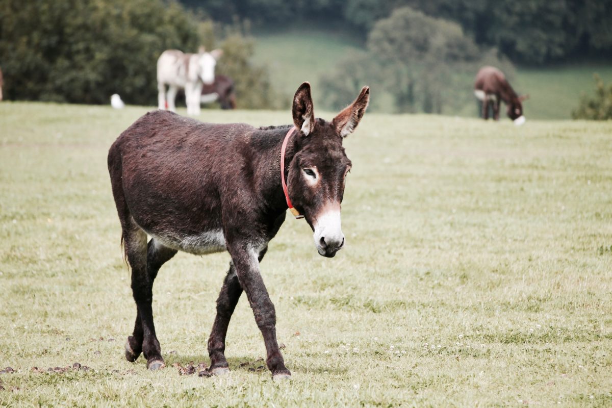 A donkey in a field.