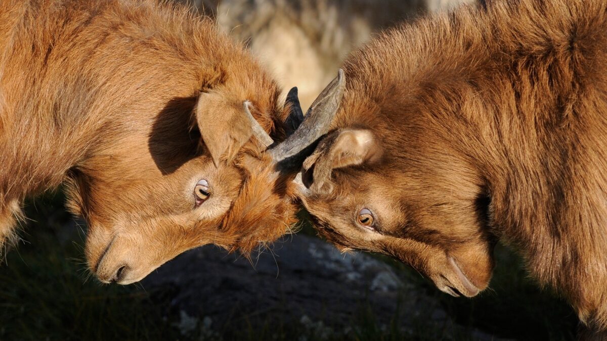 Two rams butting heads.