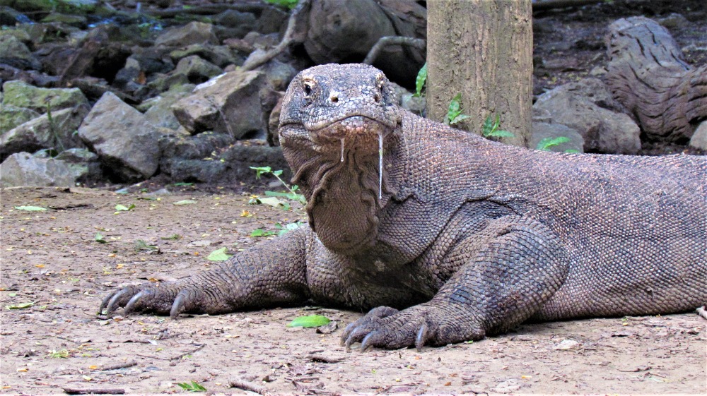 Komodo Dragon