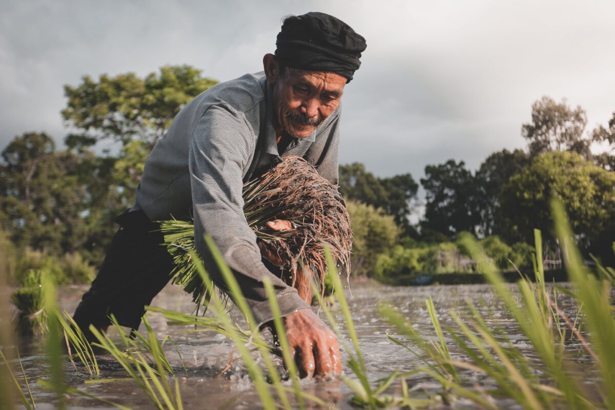 Farmer planting rice.