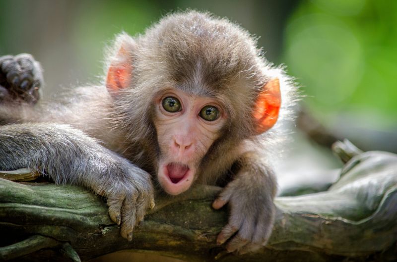 A monkey.