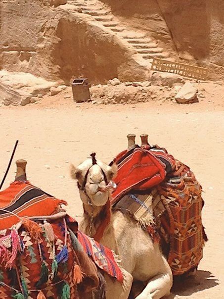 A Camel.