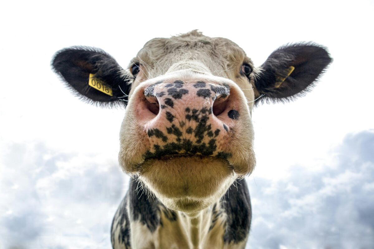 Head of a white dairy cow, showing its nostrils.