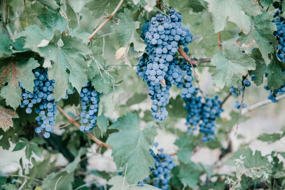 Grapes on the vine.