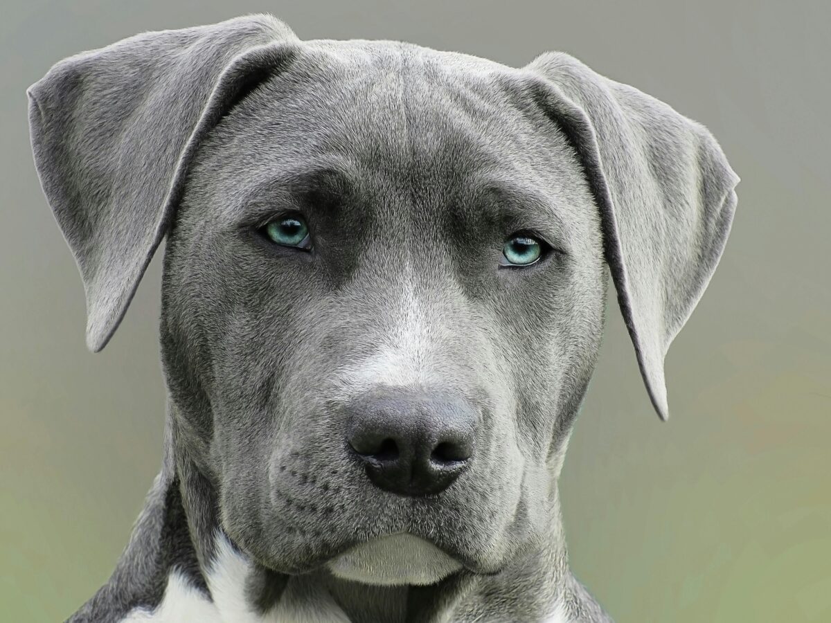 A sad looking dog