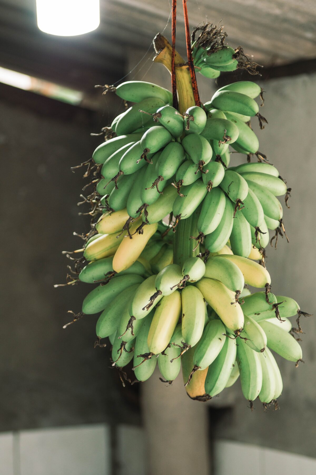 A large bunch of mostly green bananas hanging from a tree.