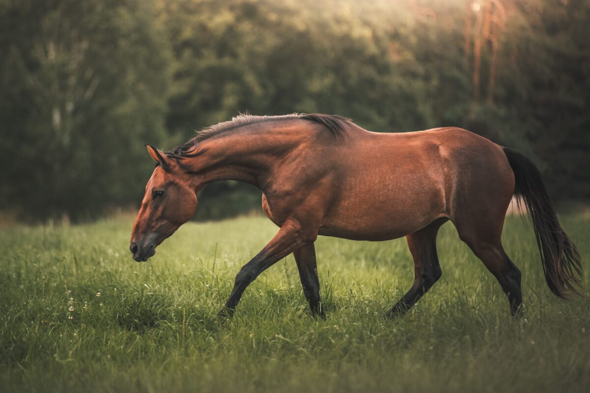 A horse.